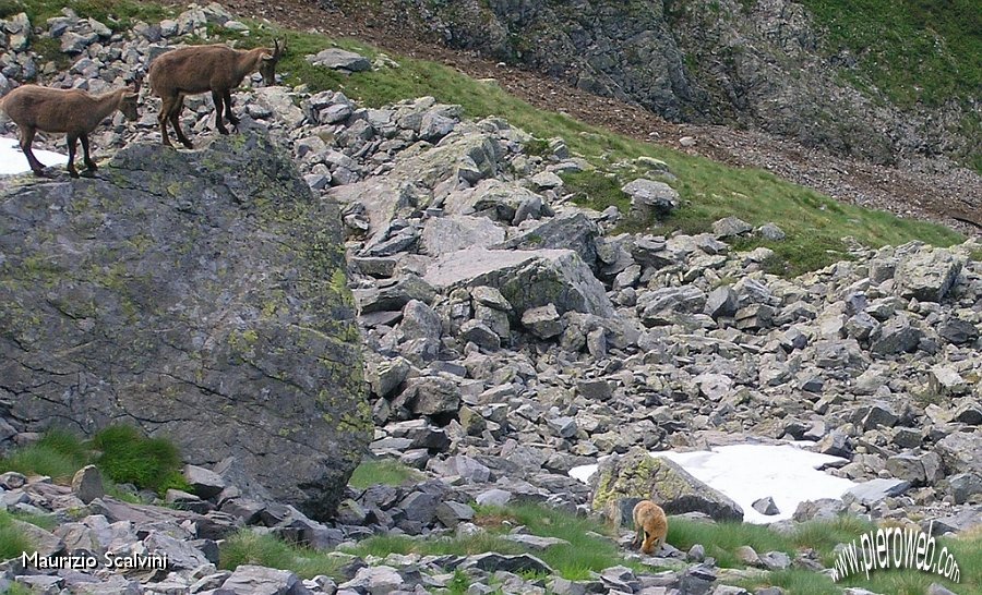 17 Altre stambecche. che strano cucciolo..JPG